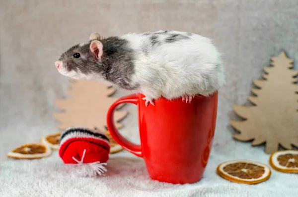 Szürke Patkány Karácsonykor Piros Kalap Csésze Fák Narancs Szeletek Kúpok — Stock Fotó
