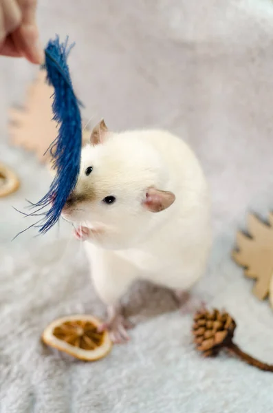 White Rat Christmas Orange Slices Cones Gray Background Healthy Food — Stock Photo, Image
