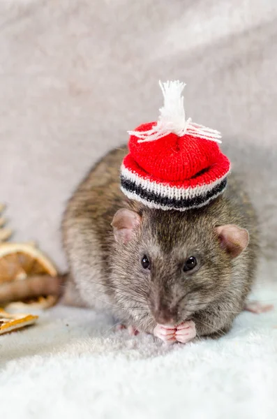 Cappello Grigio Ratto Rosso Natale Con Alberi Fette Arancia Coni — Foto Stock