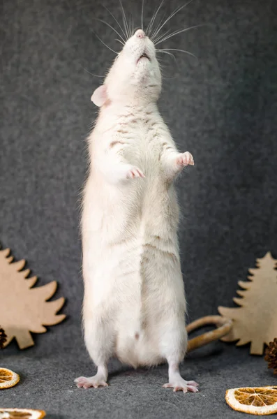 Biały Szczur Pobyt Choinkach Plasterki Pomarańczy Szyszki Szarym Tle Zdrowej — Zdjęcie stockowe