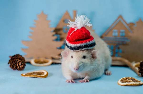 白色老鼠 头戴红帽子 头戴蓝色背景的树 橘片和球果 用于贺卡 健康食品和营养概念 — 图库照片#