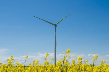 Sarı kolza tohumu tarlasında rüzgar türbini, mavi gökyüzünün arka planı ve güzel beyaz bulutlar, alternatif enerji kaynağı.
