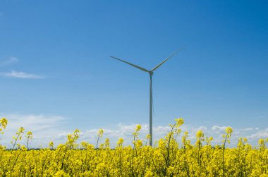 Sarı kolza tohumu tarlasında rüzgar türbini, mavi gökyüzünün arka planı ve güzel beyaz bulutlar, alternatif enerji kaynağı.