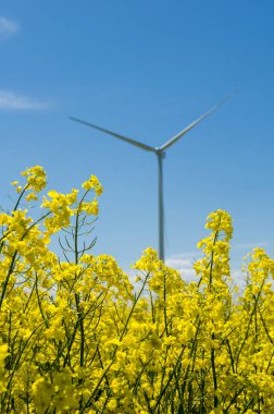 Sarı kolza tohumu alanı ve bulanık rüzgar türbini, mavi gökyüzünün arka planı ve beyaz bulutlar, alternatif enerji kaynağı
