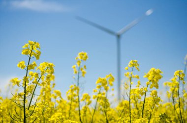 Sarı kolza tohumu alanı ve bulanık rüzgar türbini, mavi gökyüzünün arka planı ve beyaz bulutlar, alternatif enerji kaynağı