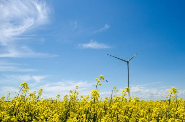 Sarı kolza tohumu tarlasında rüzgar türbini, mavi gökyüzünün arka planı ve güzel beyaz bulutlar, alternatif enerji kaynağı.