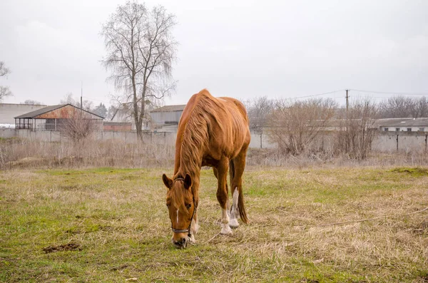 Старая тощая коричневая лошадь пасутся на сухом лугу весной с серым небом перед дождем. — стоковое фото