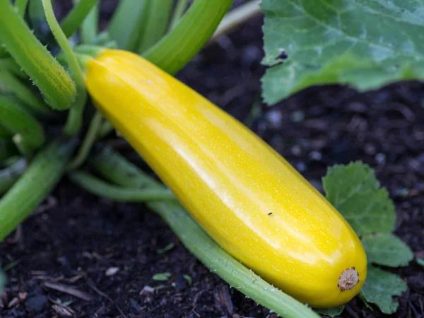Large Yellow zucchini nestled in the garden bed