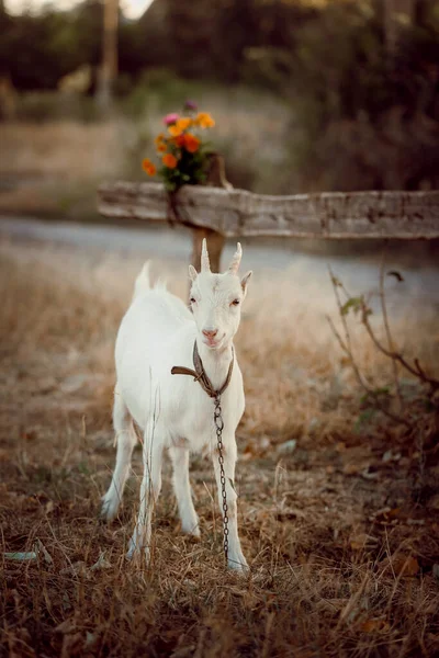 Une Chèvre Blanche Tient Dans Une Prairie Une Petite Chèvre — Photo