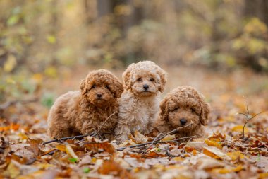 Üç küçük kahverengi kaniş. Minik kaniş yavrusu. Şirin köpek ve iyi bir arkadaş..