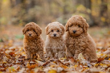 Üç küçük kahverengi kaniş. Minik kaniş yavrusu. Şirin köpek ve iyi bir arkadaş..