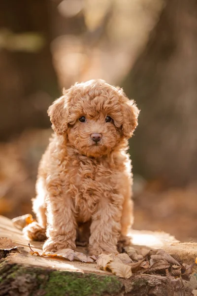 Poodle Castanho Pequeno Cachorro Raça Toypoodle Cão Bonito Bom Amigo — Fotografia de Stock