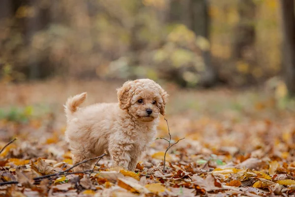 Kleine Bruine Poedel Kleine Puppy Van Toypoedel Ras Leuke Hond — Stockfoto