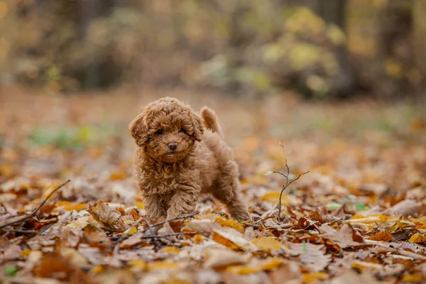 Kleine Bruine Poedel Kleine Puppy Van Toypoedel Ras Leuke Hond — Stockfoto