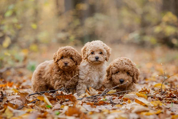 Üç küçük kahverengi kaniş. Minik kaniş yavrusu. Şirin köpek ve iyi bir arkadaş..