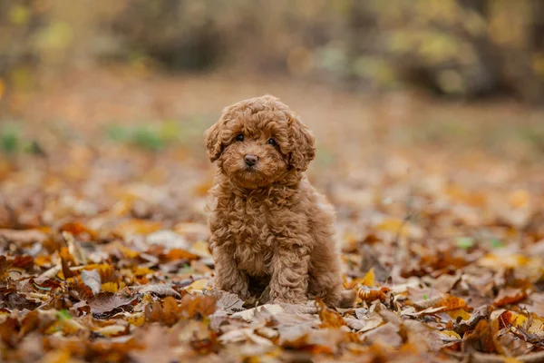 Kleine Bruine Poedel Kleine Puppy Van Toypoedel Ras Leuke Hond — Stockfoto