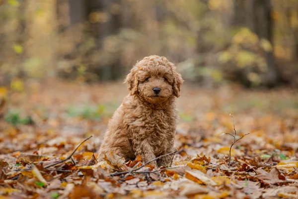 Kleine Bruine Poedel Kleine Puppy Van Toypoedel Ras Leuke Hond — Stockfoto