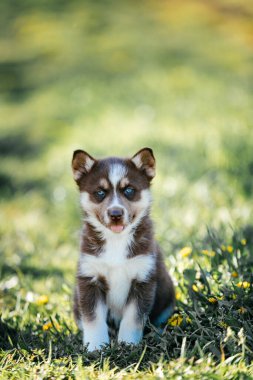 Kahverengi köpek Husky cinsi çimenlerde oturur.. 