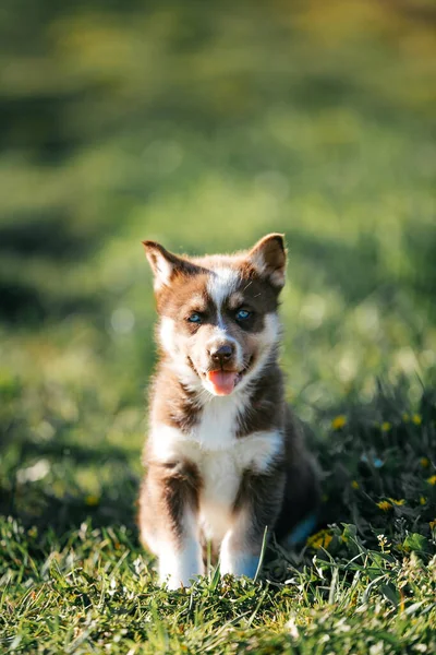 Kahverengi Köpek Husky Cinsi Çimenlerde Oturur — Stok fotoğraf