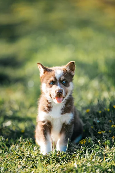 Kahverengi Köpek Husky Cinsi Çimenlerde Oturur — Stok fotoğraf