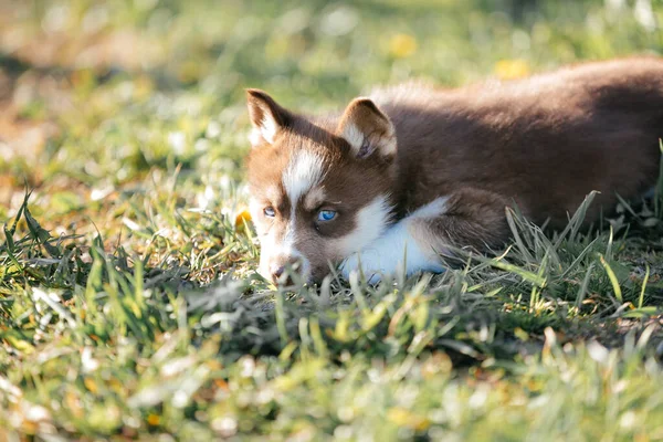 Καφέ Σκυλί Husky Φυλή Κάθεται Στο Γρασίδι — Φωτογραφία Αρχείου