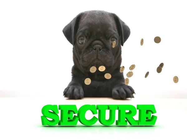 SECURE Bright word, Blackenning hund slags pug, gyldne - Stock-foto