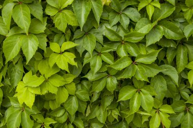 soyut renkli parlak yeşil yapraklar