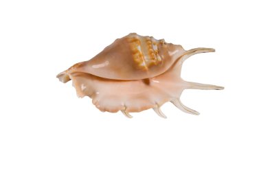 deniz cockleshells .