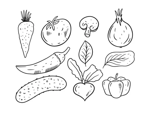 Conjunto de elementos vegetais. Desenho à mão estilo doodle. — Vetor de Stock