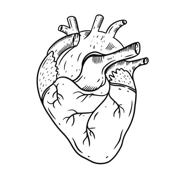 Kalp gerçekçi el çizimi vektör çizimi. İşleme stili. Siyah renk. — Stok Vektör