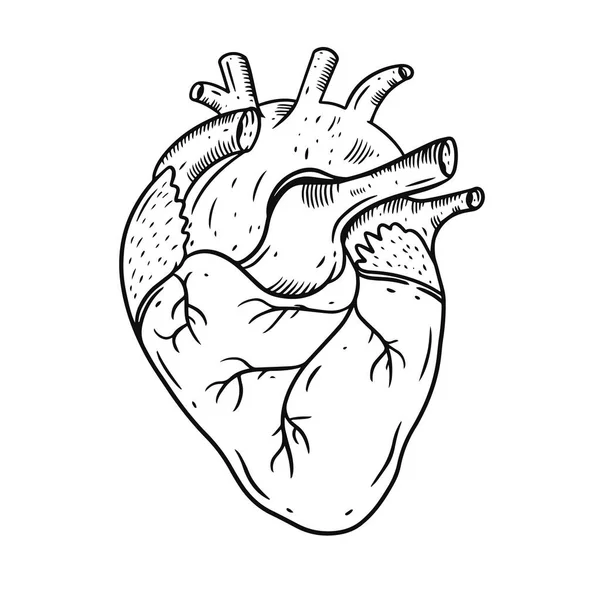 Serce realistyczny ręka rysować wektor ilustracja. Grawerowanie. Kolor czarny. — Wektor stockowy