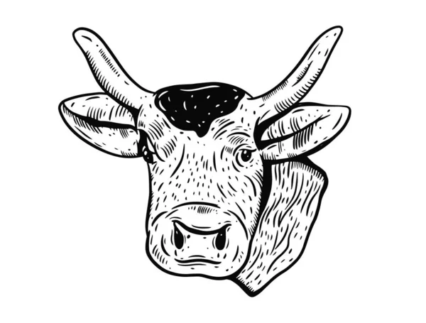 Style de gravure tête de vache. Illustration vectorielle dessinée main. — Image vectorielle