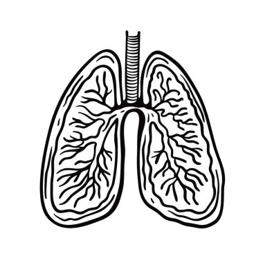 Detaylı el çizimi insan akciğerleri çizimi anatomik yapı ve ince çizgi gölgelemesi. Eğitim materyalleri ve bilimsel tasarım projeleri için uygun tıbbi çizim.