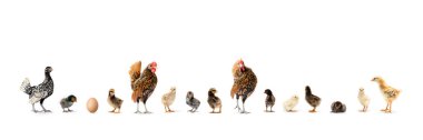 Hamburg Leghorn Sebright Appenzeller, Rhode Island Red ve Wyandotte gibi Tavuk Speies 'in varyasyonları stüdyonun beyaz arka planında