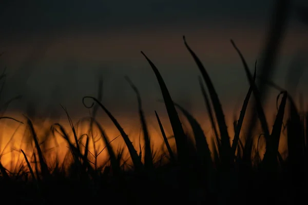 Flor Hierba Silueta Cielo Naranja Atardecer Para Fondo Cálido — Foto de Stock