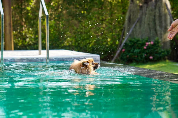 pomeranian dog is swimming in the green pool in the afternoon with water splash.
