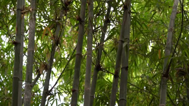 Αυθεντικό Μπαμπού Δέντρο Φρέσκο Και Ξηρό Φύλλο Αυτό Θόλωμα Πολλά — Αρχείο Βίντεο