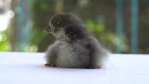 Black Baby Australorp Chick Będzie Spać Białej Tkaninie Pokryć Stół — Wideo stockowe