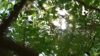 Gün ışığında büyük Chamchuri ağacının gölgesinde parlayan güneş ışığı..