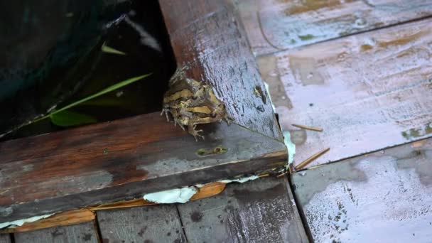 两只带条纹的牛蛙在木板上繁殖 正对着正方形的水槽 — 图库视频影像