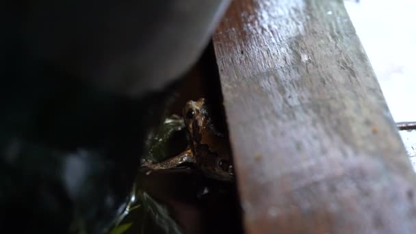 Ταυροβάτραχος Καλούλας Κλαίει Στη Λίμνη Νερό Αφού Σταματήσει Βροχή — Αρχείο Βίντεο