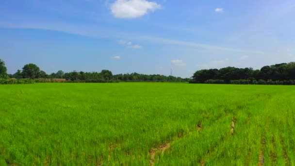 Rolnictwo Ekologiczne Paddy Rice Field Drone Widok Szybko Przodu Przez — Wideo stockowe