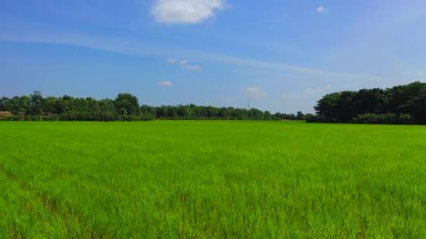 Rolnictwo Ekologiczne Paddy Rice Field Widokiem Drone Przelatuje Wokół Pola — Wideo stockowe