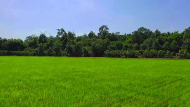 Agricultura Orgânica Paddy Rice Field Partir Vista Drone Voa Redor — Vídeo de Stock