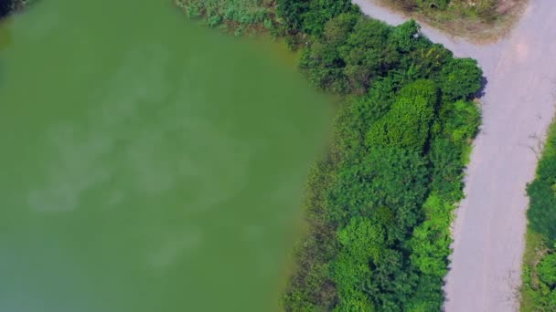 Organic Farming Paddy Rice Field Drone View Πετάει Πάνω Από — Αρχείο Βίντεο