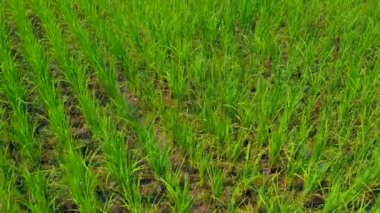 İnsansız hava aracı görüşlü organik tarım tarlası Paddy Rice Field 'dan İHA görüşlü Paddy Rice Field