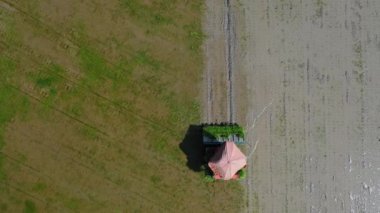 Tarımsal araç nakli aracının üst görüntüsü. Açık gökyüzündeki bir çeltik tarlasında pirinç filizlenmesi. Drone bakış açısından..