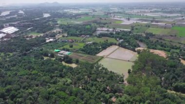 Tayland 'ın Uthai Thani eyaletindeki pirinç tarlası çevresindeki insansız hava aracının Asya görüşü.