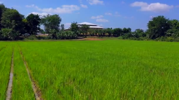 Rolnictwo Ekologiczne Pole Ryżowe Paddy Widoku Drone Rolnictwo Ekologicznepole Ryżowe — Wideo stockowe