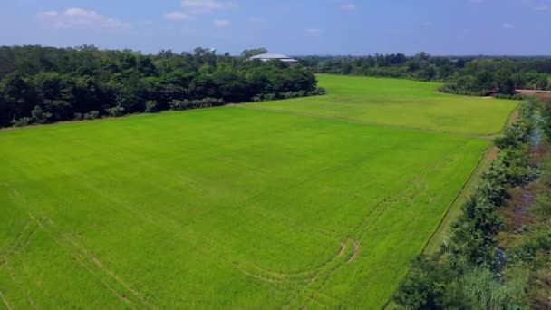 Campo Arroz Paddy Agricultura Orgânica Visão Drone Campo Arroz Paddy — Vídeo de Stock